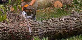 How Our Tree Care Process Works  in  Freemansburg, PA